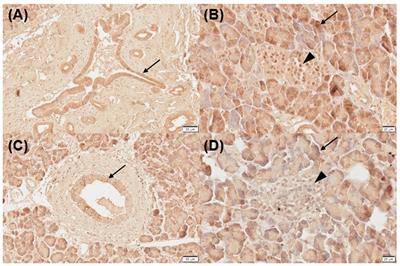 Expression of vitamin D receptor, CYP24A1, and CYP27B1 in normal and inflamed canine pancreases